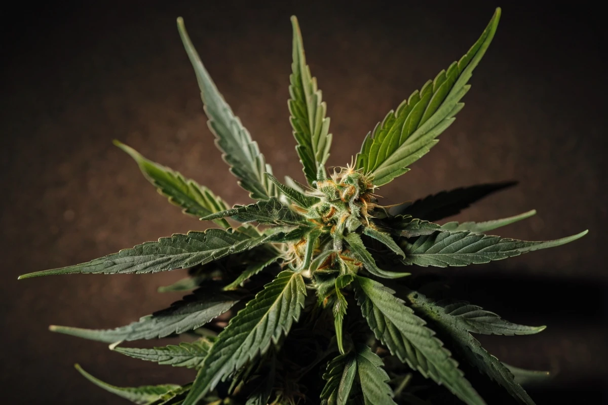 acciones de marihuana suben tras noticias farmacéuticas