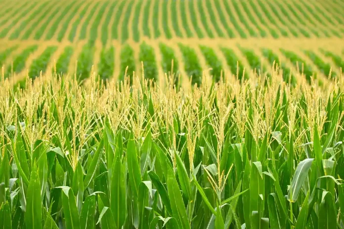 campo de producción de maíz
