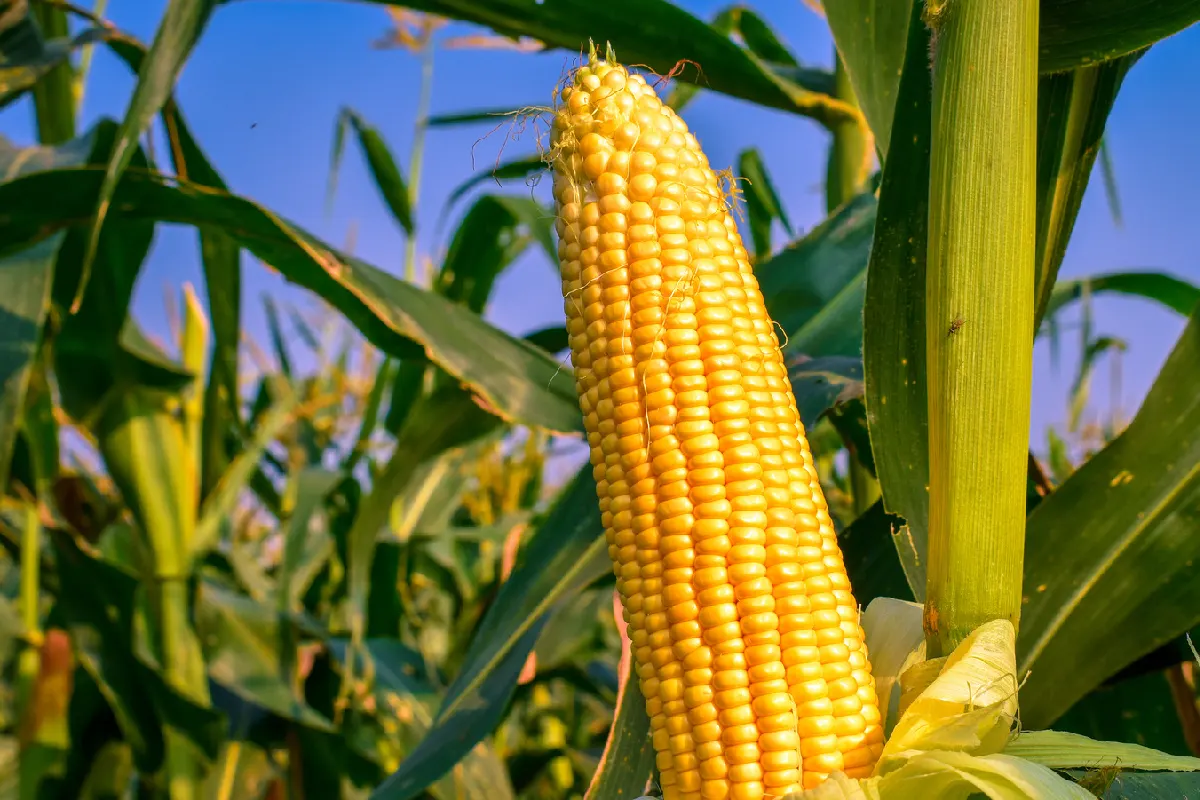 Agricultores retienen grandes cantidades de maíz esperando mejores precios.